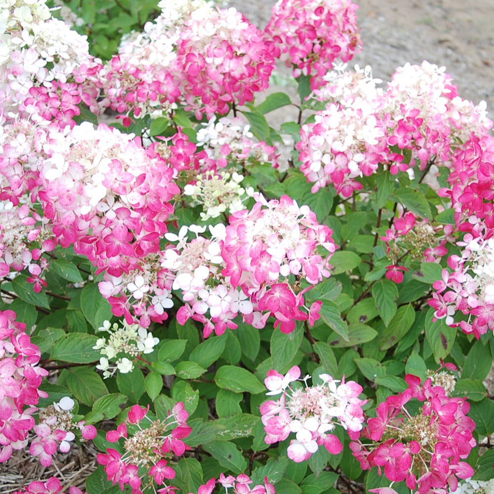 Hydrangea paniculata diamant rouge ® 'rendia' - Hydrangea paniculata Diamant Rouge® 'rendia' - Hortensia paniculata