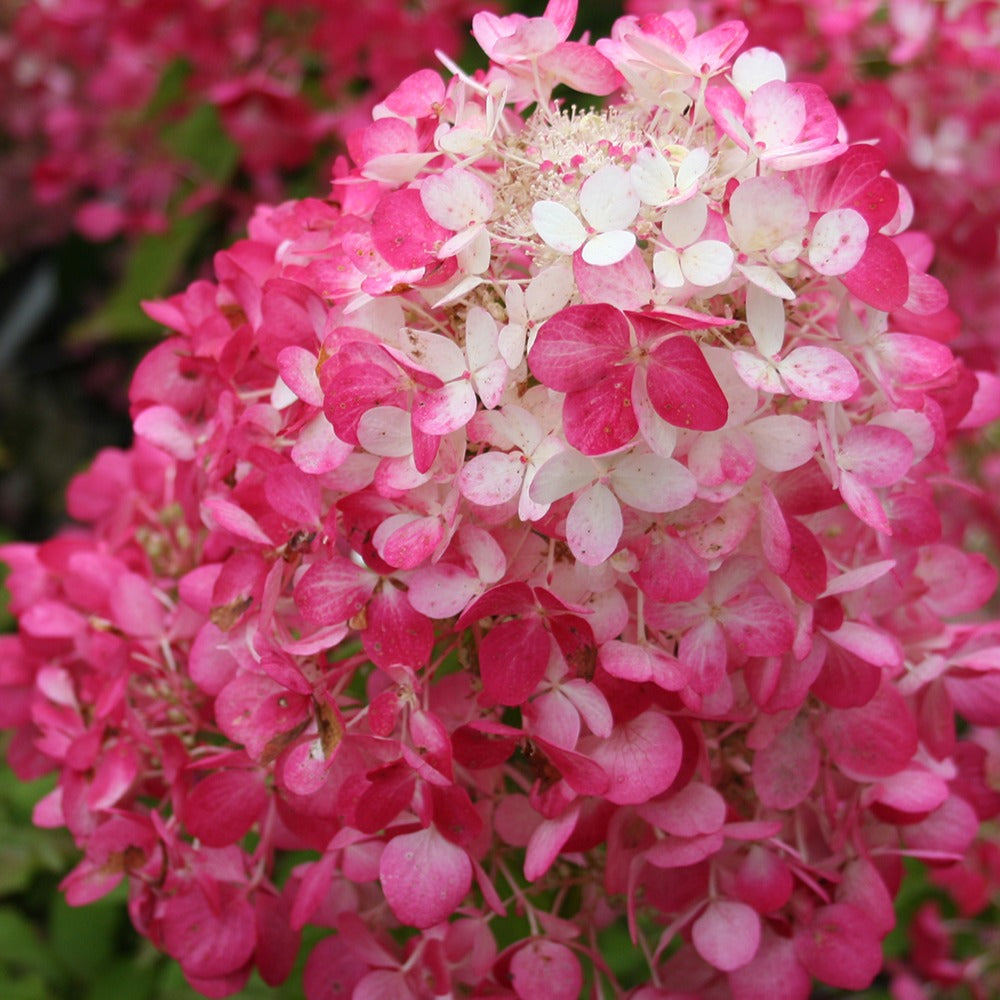 Hortensia paniculata - Hydrangea paniculata Diamant Rouge® 'rendia' - Hydrangea paniculata diamant rouge ® 'rendia'