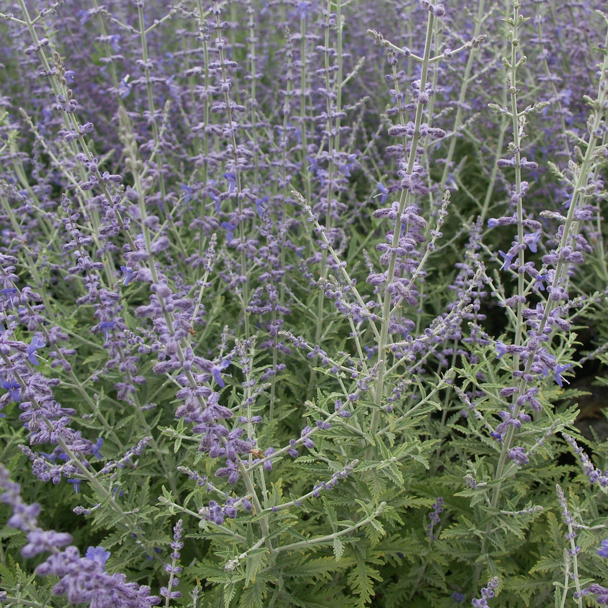 Sauges - Sauge d'Afghanistan 'Blue Spire' - Perovskia atriplicifolia blue spire