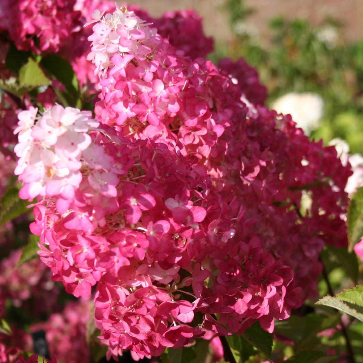Vente Hortensia paniculé Fraise Melba® Renba - Hortensia paniculata