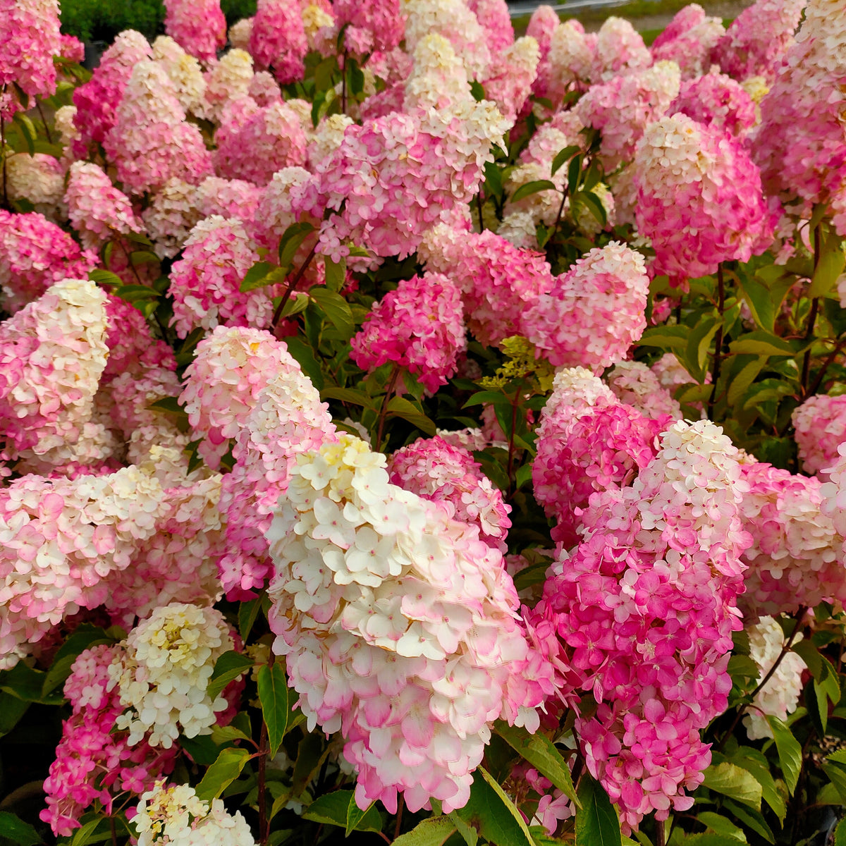 Hortensia paniculé Fraise Melba® Renba - Hydrangea paniculata fraise melba ® ‘renba’ - Bakker