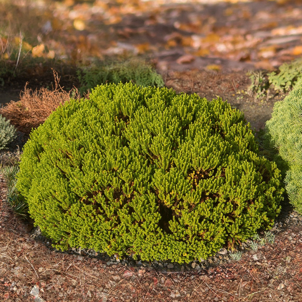 Hebe Emerald Green - Hebe Emerald Green - Plantes de terrasses et balcons