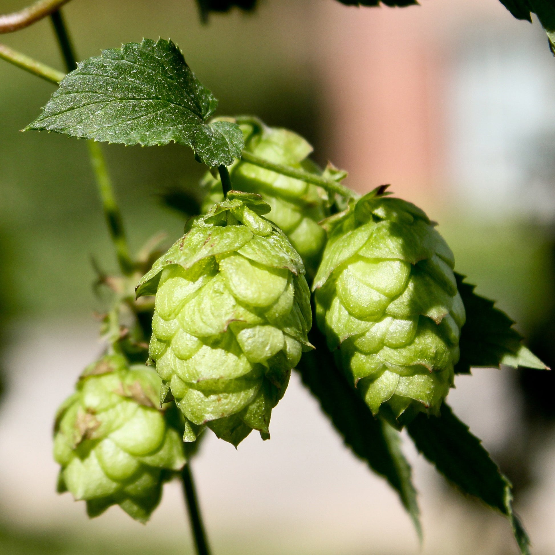 Houblon Magnum - Humulus lupulus magnum - Bakker