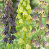 Bakker - Fritillaire de Perse - Fritillaria persica - Bulbes d'été