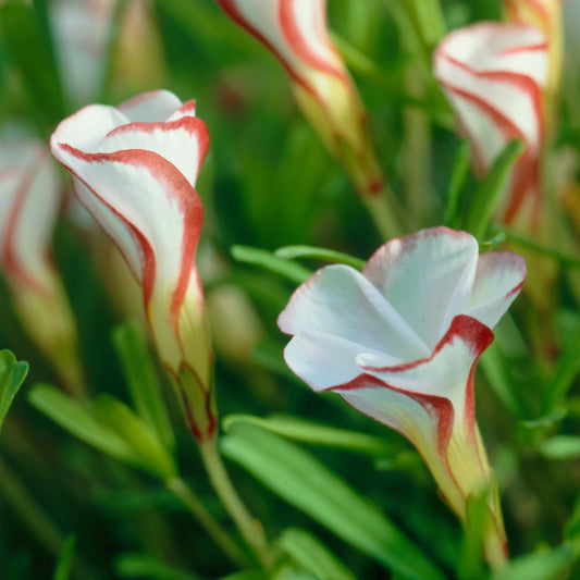 Bakker - Collection de 15 Oxalis striés - Collection oxalis strié - Bulbes à fleurs