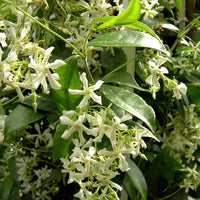 Jasmin étoilé - Trachelospermum jasminoïdes - Plantes grimpantes