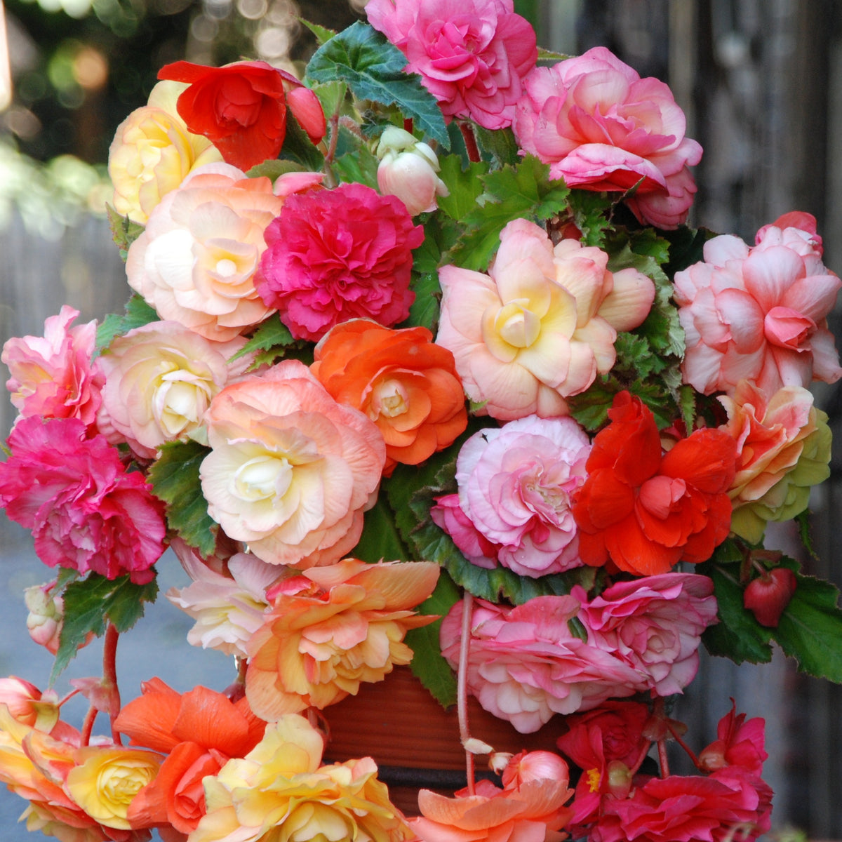 5 Bégonias Splendid en mélange - Bakker