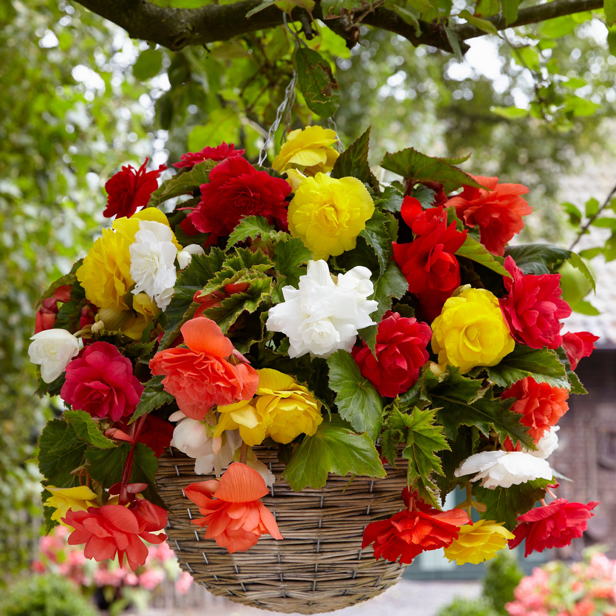 20 Bégonias retombants à grosses fleurs en mélange - Begonia - Bakker