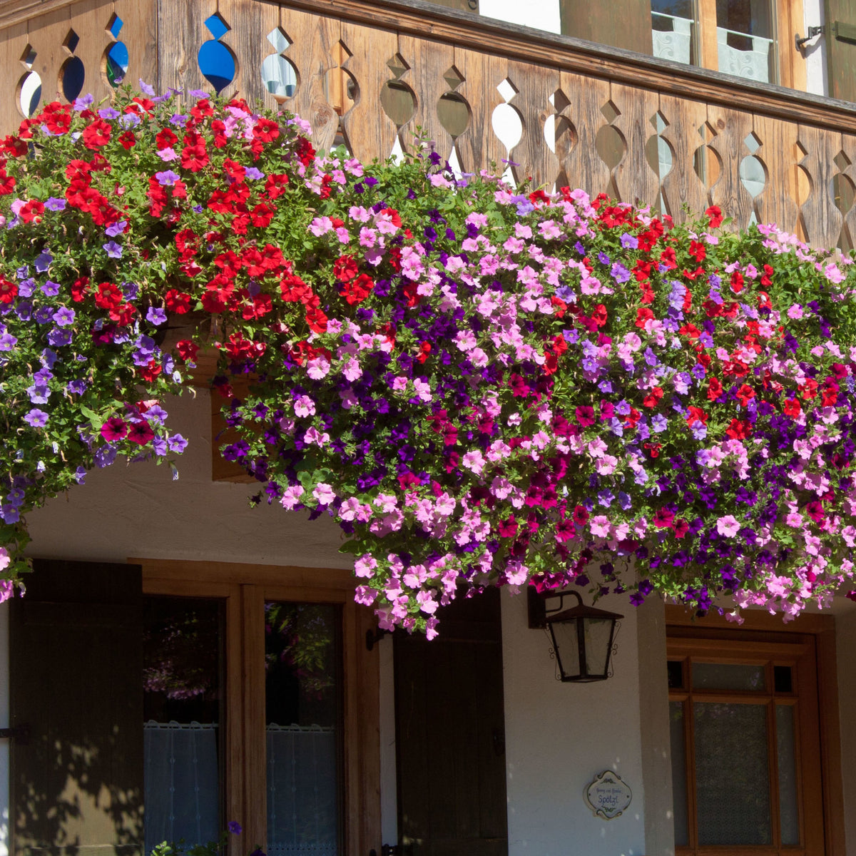 3 Pétunias des Alpes en mélange - Petunia Alpe tunia® mix - Bakker