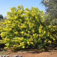 Plantes de terrasses et balcons pour pot et balconière - Mimosa d'hiver - Acacia dealbata