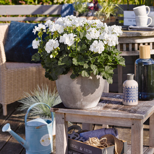 Géraniums à massifs blancs - Bakker