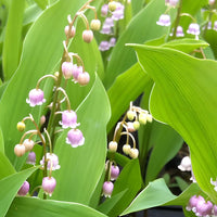 Plantes vivaces - Collection de 9 Muguets : blanc, rose, géant de Bordeaux - Convallaria majalis