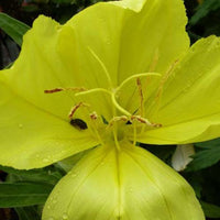 Bakker - Oenothère à grandes fleurs - Onagre - Oenothera macrocarpa - Plantes vivaces