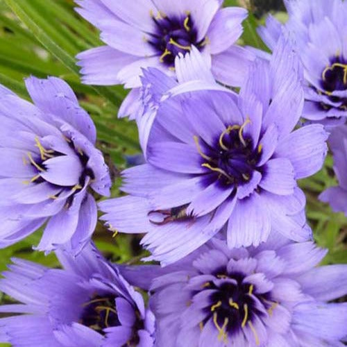 Bakker - Catananche bleue - Catananche caerulea - Arbustes et vivaces