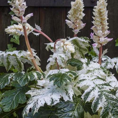 Bakker - Acanthe de Tasmanie Angel - Acanthus hybride tasmanian angel - Plantes d'extérieur