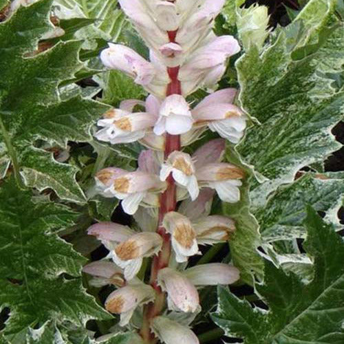 Bakker - Acanthe White Water - Acanthus hybride whitewater - Plantes d'extérieur