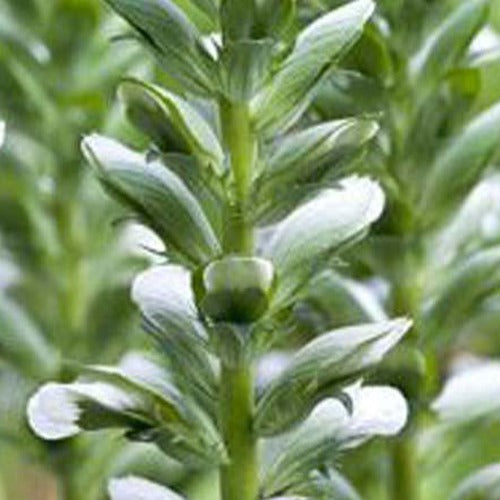 Bakker - Acanthe molle Rue Ledan - Acanthus mollis rue ledan - Plantes d'extérieur