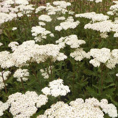 Bakker - Achillée millefeuille Heinrich Vogeler - Achillea filipendulina heinrich vogeler - Plantes d'extérieur