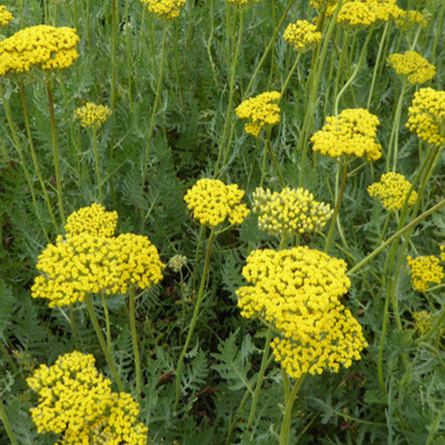 Bakker - Achillée Coronation Gold - Achillea hybride coronation gold - Plantes d'extérieur