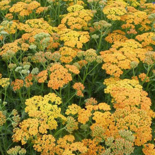 Bakker - Achillée Terracotta - Achillea hybride terracotta - Plantes d'extérieur