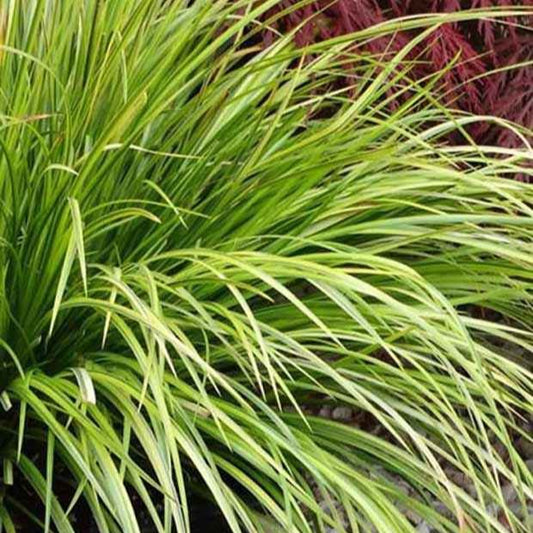 Acore graminée Hakuro-Nishiki - Bakker