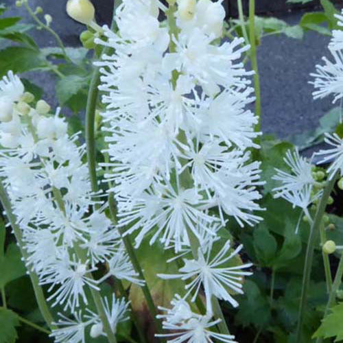 Bakker - Cierge d'argent White Pearl - Actaea simplex white pearl - Plantes d'extérieur