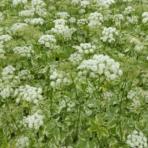 Bakker - Herbe aux goutteux panachée - Aegopodium podograria variegatum - Plantes d'extérieur