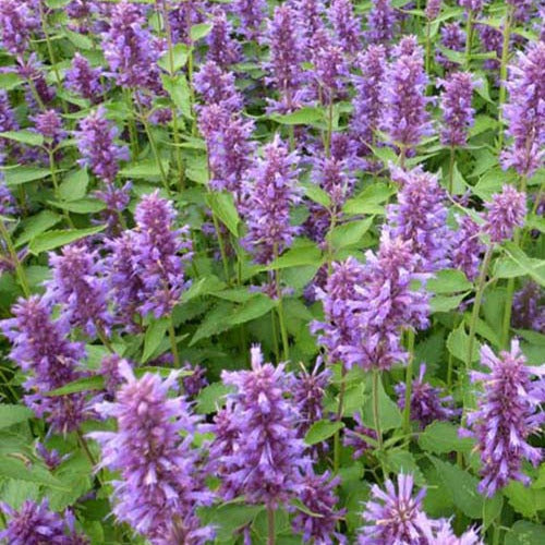 Bakker - Agastache Blue Boa - Agastache blue boa - Plantes d'extérieur