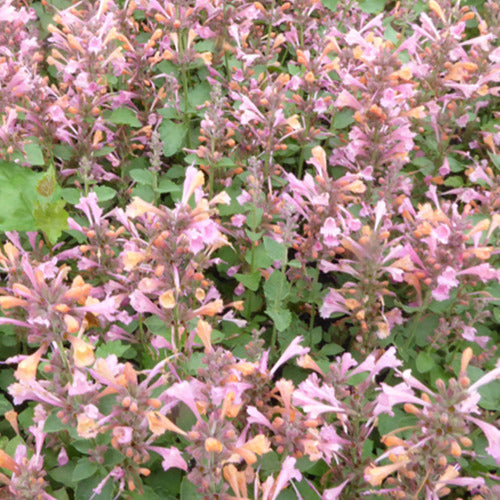 Agastache Kudos Ambrosia - Bakker