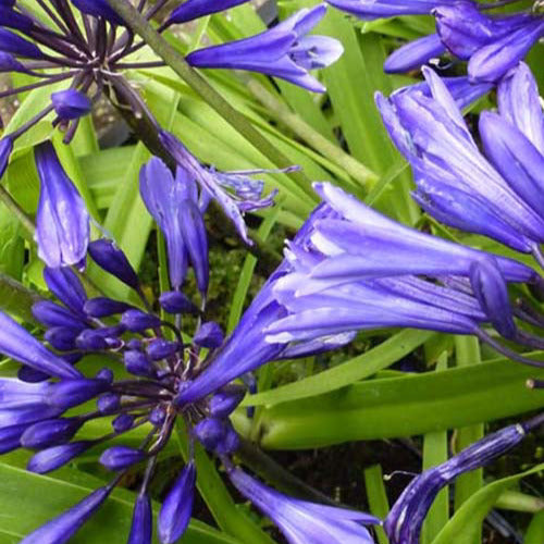 Bakker - Agapanthe Navy Blue - Agapanthus navy blue - Plantes d'extérieur
