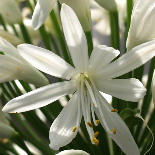 Bakker - Agapanthe White Heaven - Agapanthus white heaven - Plantes d'extérieur