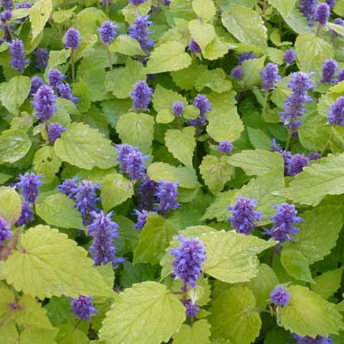 Menthe-réglisse Golden Jubilee - Bakker