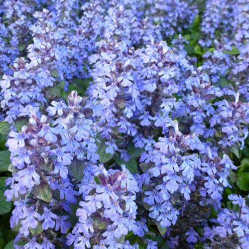 Bakker - 3 Bugle rampantes - Ajuga reptans - Plantes d'extérieur