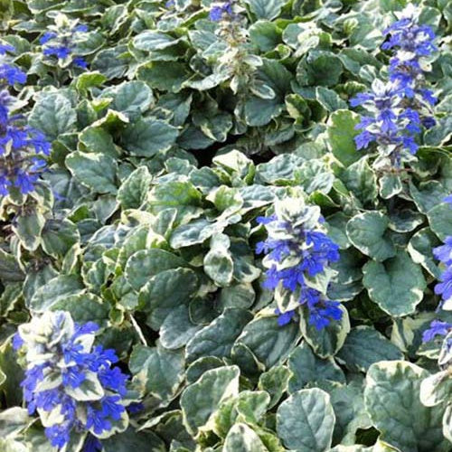 Bugle rampante Variegata - Bakker