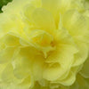 Bakker - 3 Roses trémière double Jaune - Alcea rosea chaters double group yellow - Plantes d'extérieur