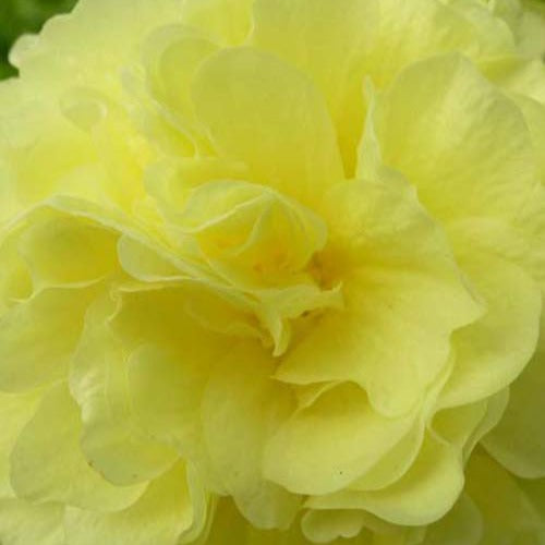 Bakker - 3 Roses trémière double Jaune - Alcea rosea chaters double group yellow - Plantes d'extérieur