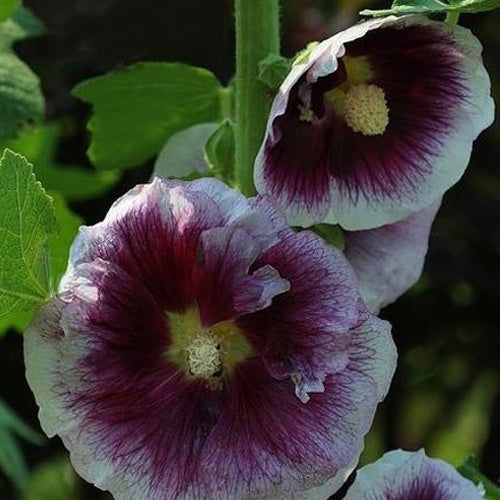 Rose trémière Crème de Cassis | Bakker.com