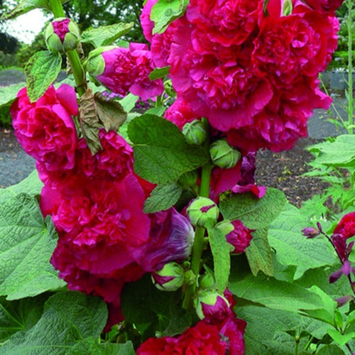 Bakker - 3 Roses trémière double Rouge - Alcea rosea chater's double rouge - Plantes d'extérieur