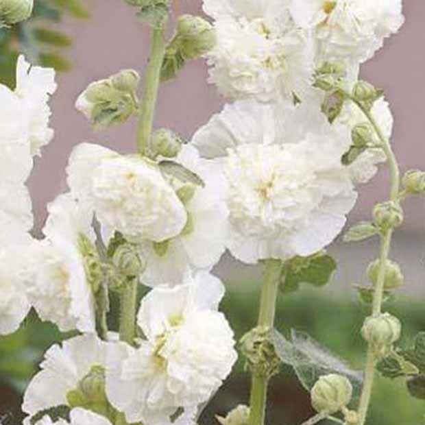 Rose trémière double Blanche - Alcea rosea chater's double blanc - Bakker