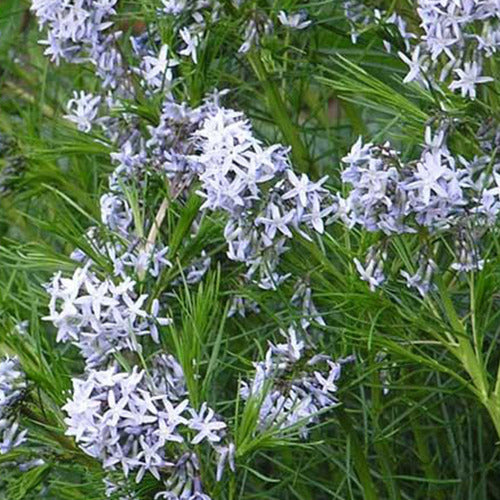 Bakker - Amsonie hubrichtii - Amsonia hubrichtii - Plantes d'extérieur