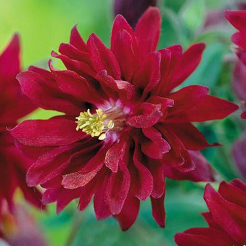 Bakker - Ancolie vulgaris Ruby Port - Aquilegia vulgaris ruby port - Plantes d'extérieur