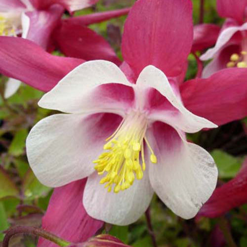 Bakker - 3 Ancolies Crimson Star - Aquilegia crimson star - Plantes d'extérieur