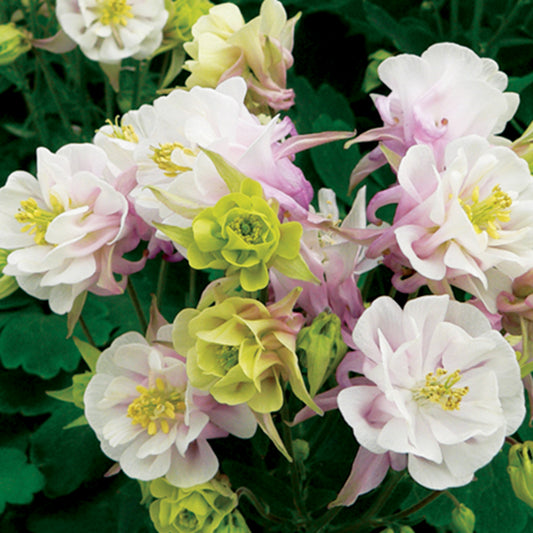 Ancolie à fleurs doubles Winky Rose White - Bakker