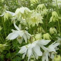 Ancolie des jardins White Barlow - Bakker