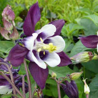 Ancolie des jardins William Guiness - Bakker
