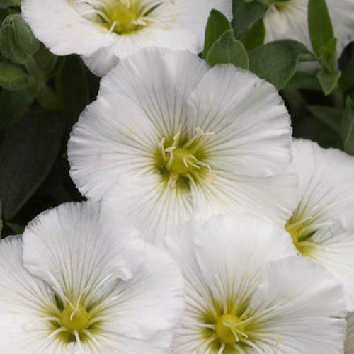 Bakker - Sabline Mont Blanc - Arenaria montana mont blanc - Plantes d'extérieur