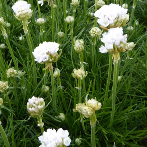 Bakker - Gazon d'Espagne blanc - Armeria maritima alba - Plantes d'extérieur