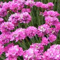 Bakker - 3 Gazons d'Espagne Rosea Compacta - Armeria maritima dusseldorfer stolz - Plantes d'extérieur