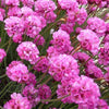 3 Gazons d'Espagne Rubrifolia - Bakker