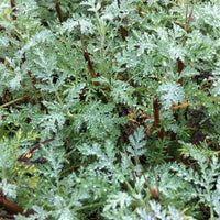 Armoise citronelle Aurone Courson - Bakker